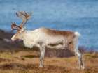 Semi-domesticated reindeer, female, on the island Senja near Mefjordvaer in late winter. Norway. Art Print